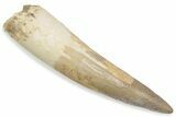 Fossil Spinosaurus Tooth - Real Dinosaur Tooth #376580-1